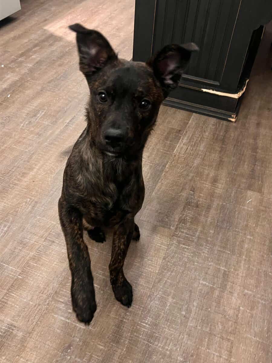 Meet Shadow – Sweet 6.5-Month-Old Pup Looking for image 1