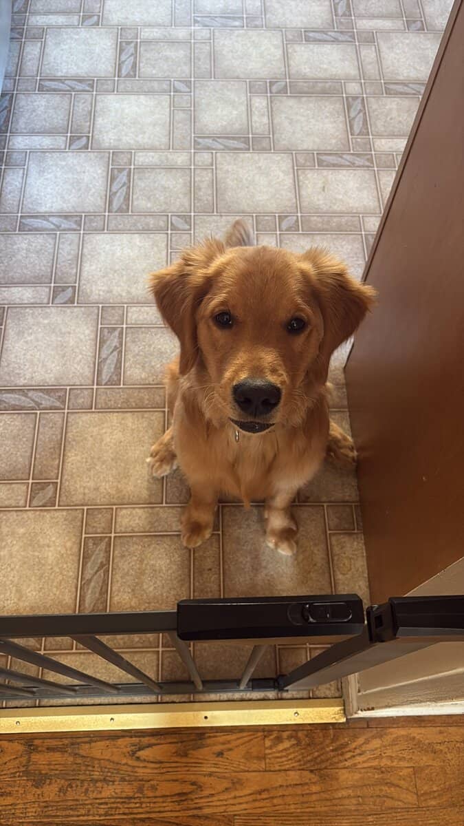 My name is Sammy! Golden Retriever 7 months image 4