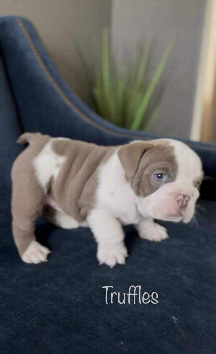 English Bulldog Puppies image 2