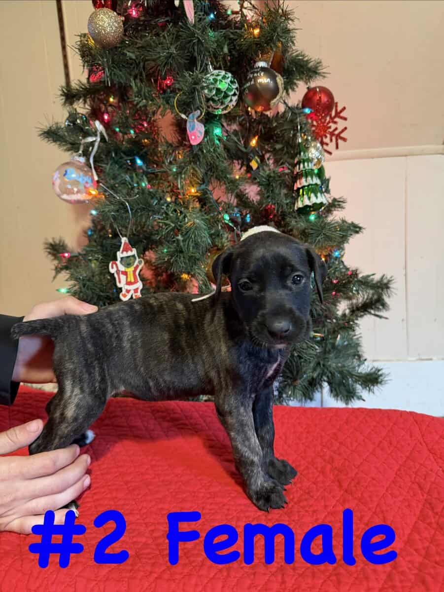 Labradane Mastiff Puppies image 2