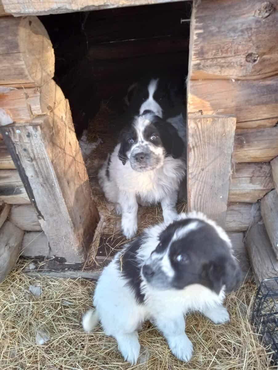 Puppies image 1