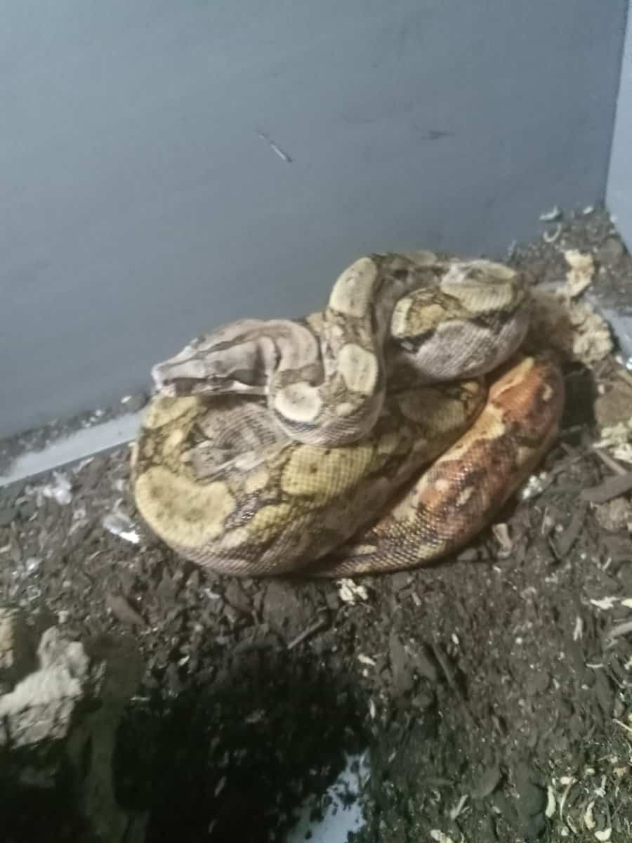 Nicaraguan central american boa juvenile male image 1