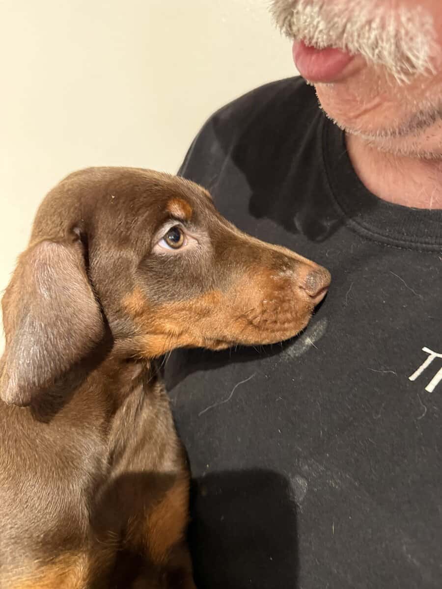 Doberman Puppies image 4