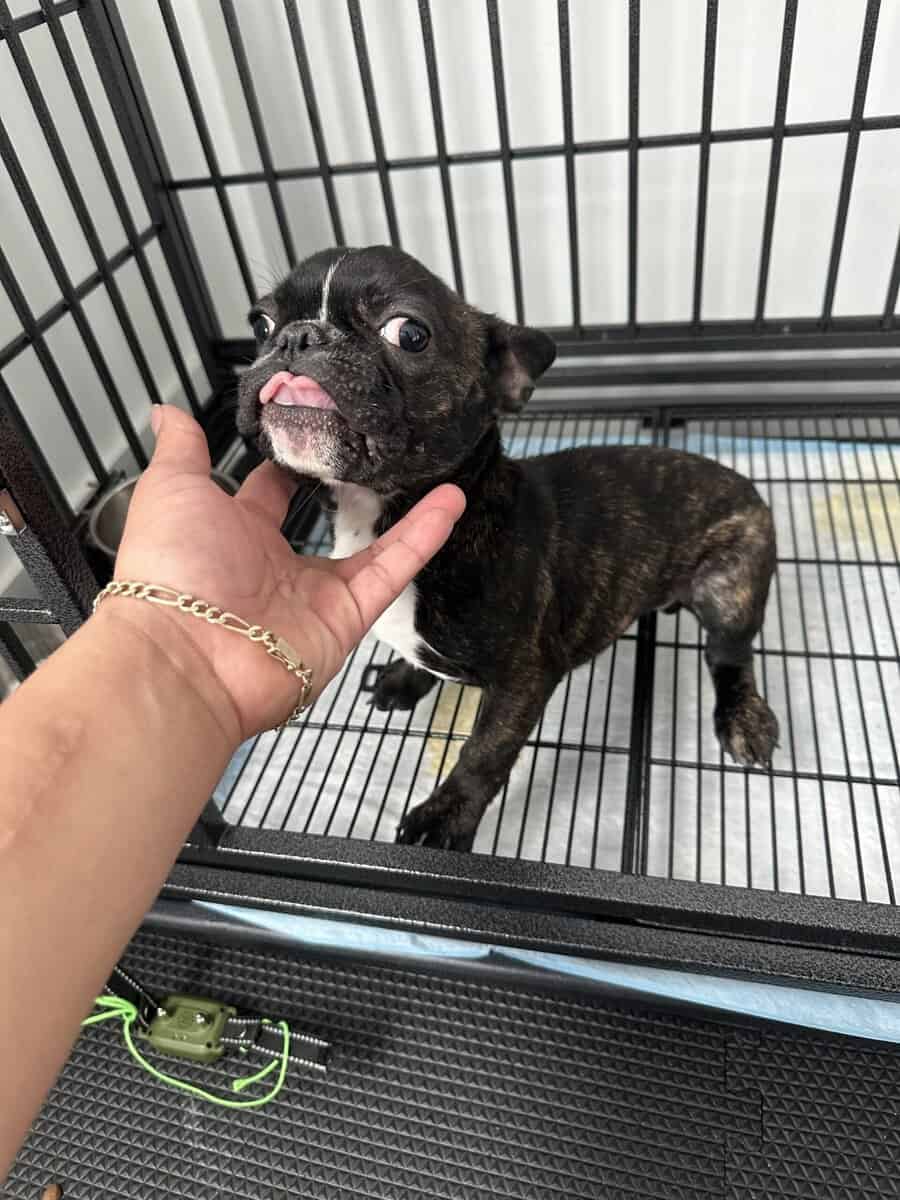 french bulldog image 4