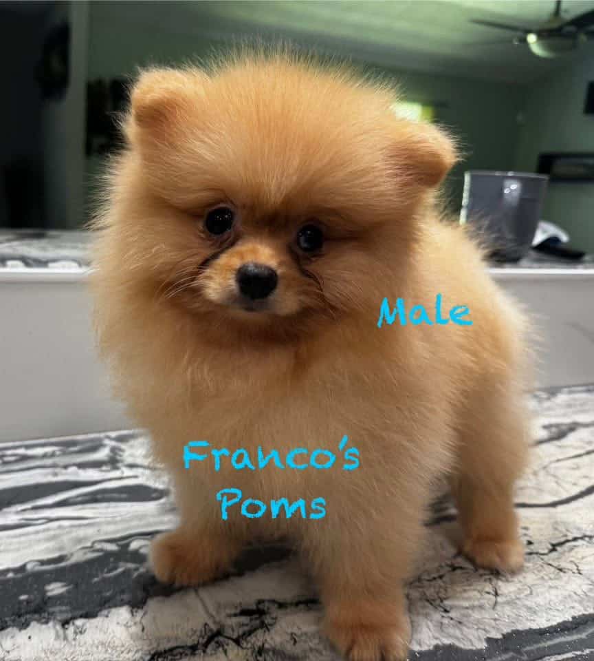Pomeranian image 1