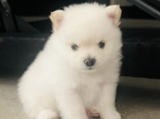 Pomeranian puppies for sale
