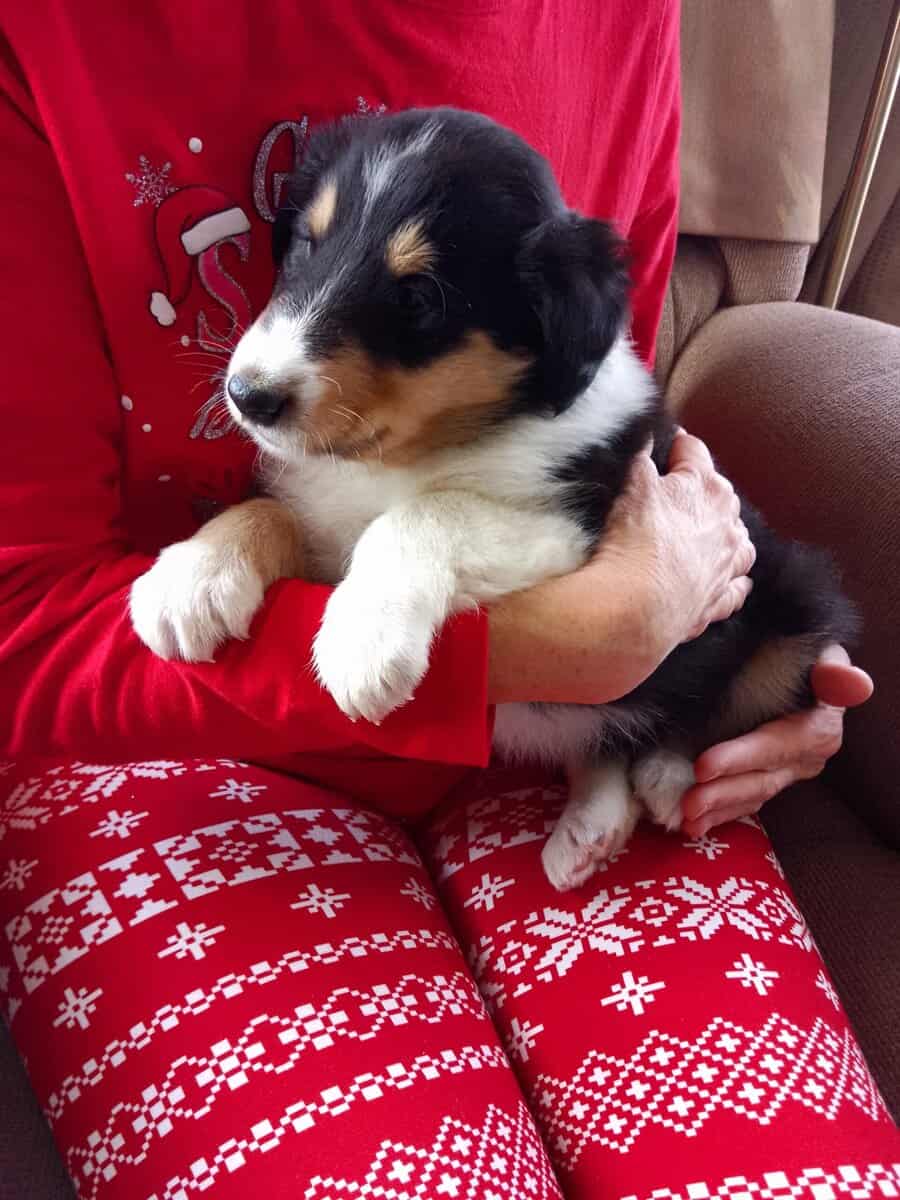 Rough Collie Pups image 5
