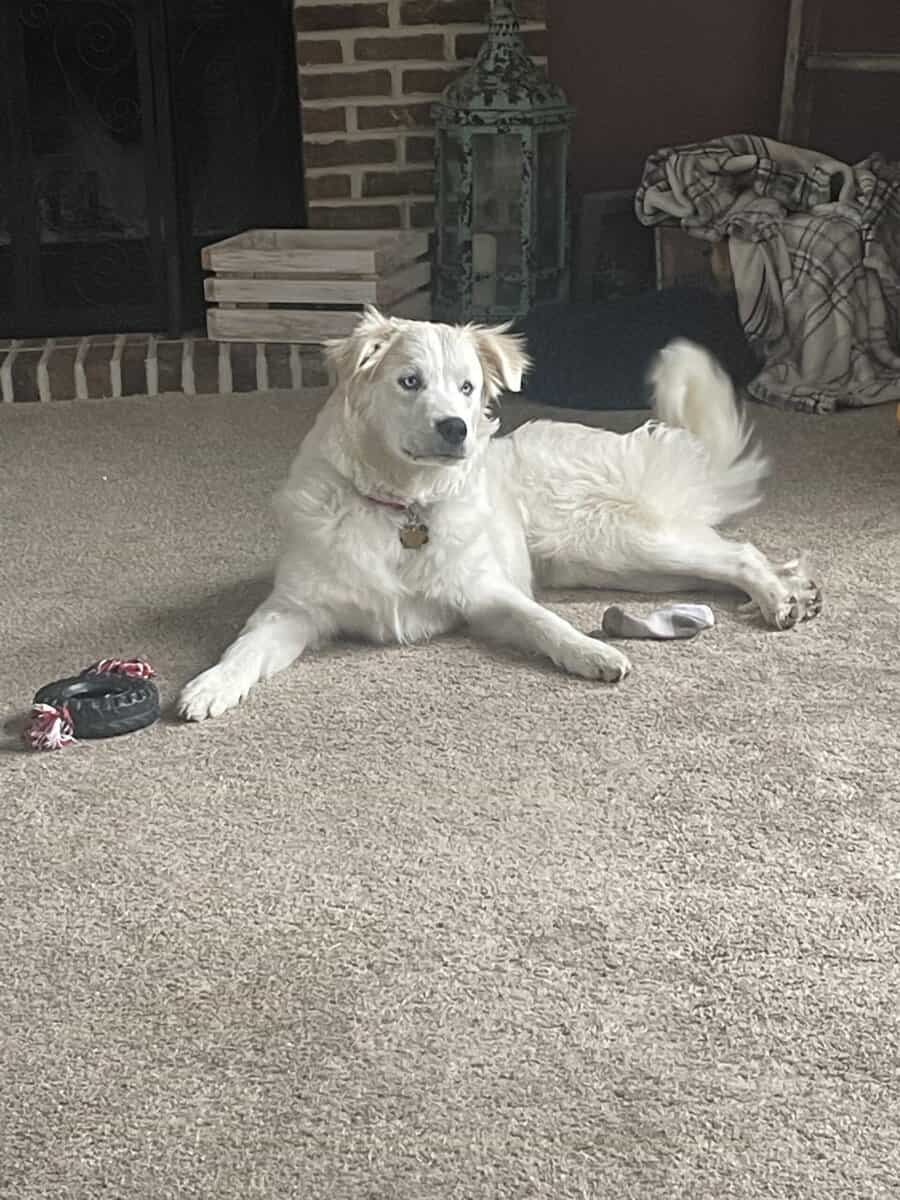 4yr old Great Pyrenees & Australian Shepherd mix image 2