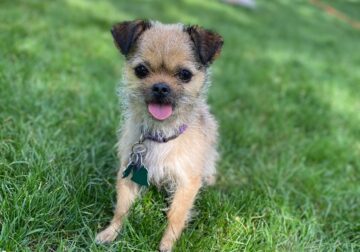 Tiny dog for sale! “Baba”