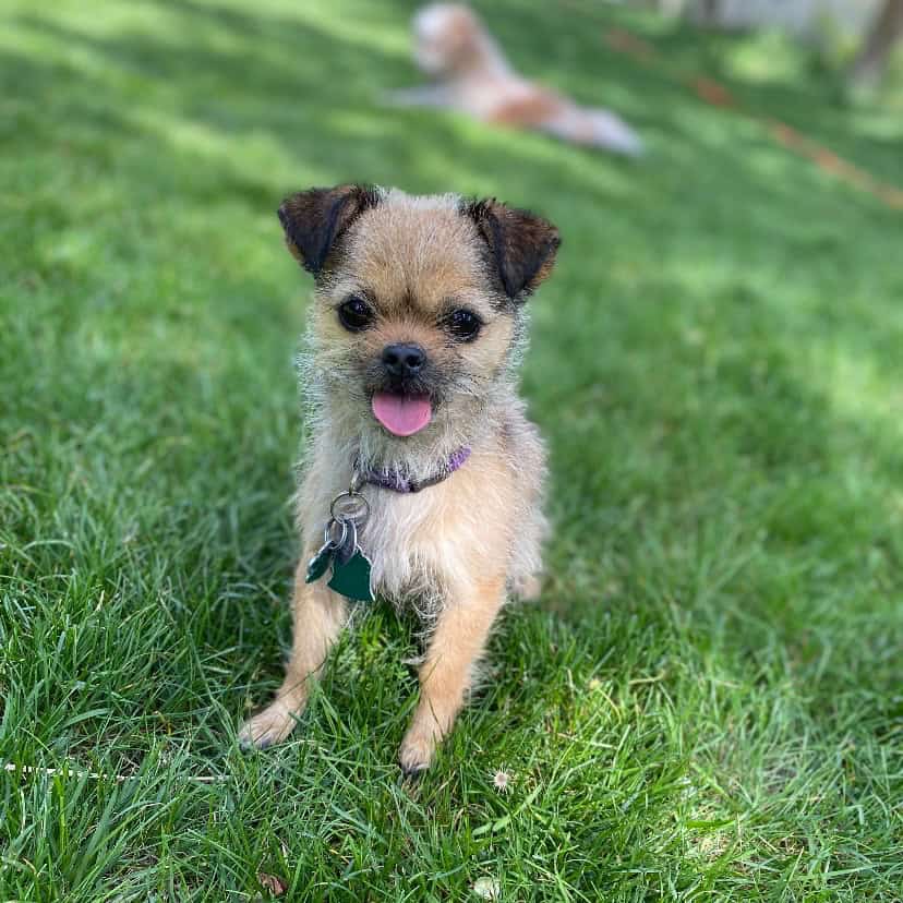Tiny dog for sale! “Baba” image 1