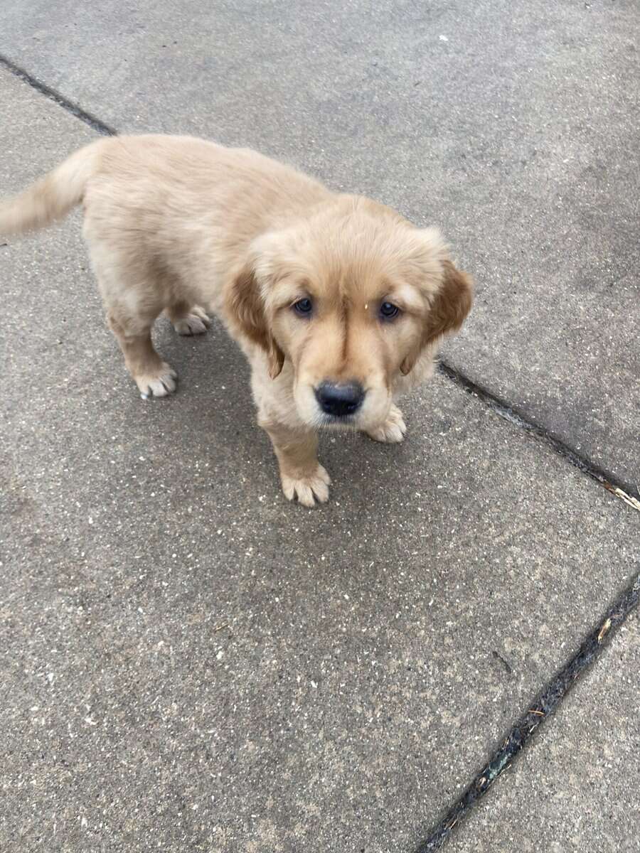 Golden Retriever Puppies image 2