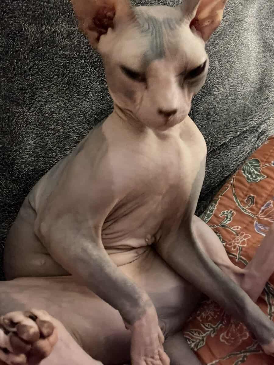 2 Sphynx cat image 3