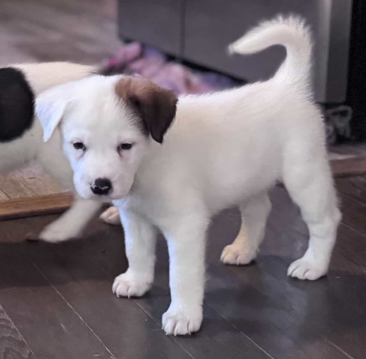 Mix Great Pyrenees & Australian cattle Blue/Red image 9