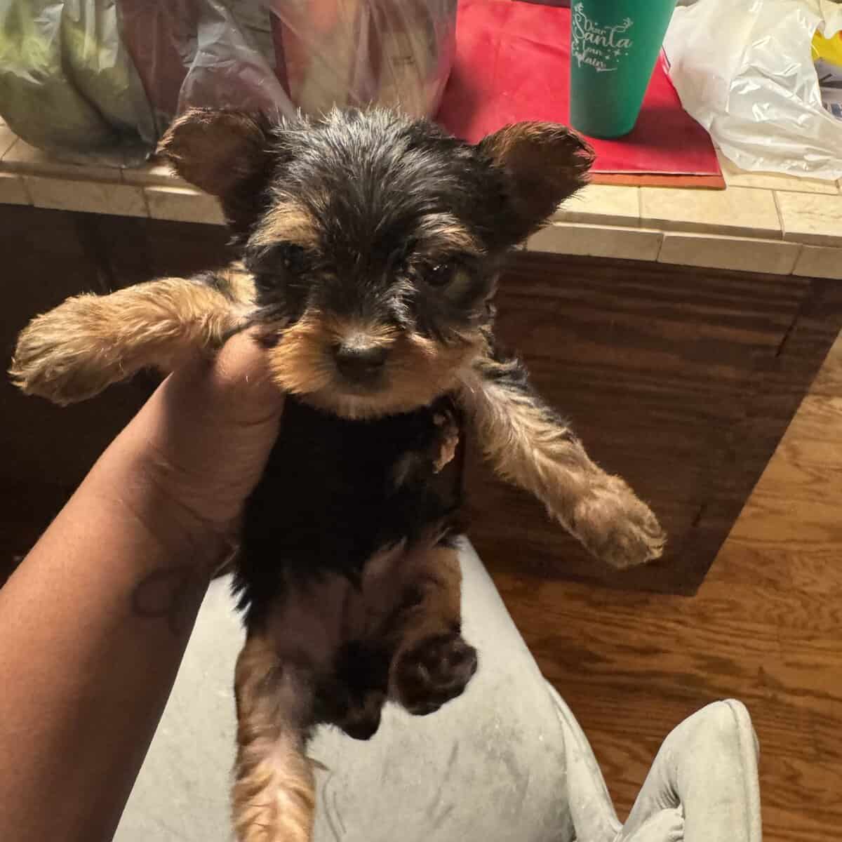 Yorkie pups image 2