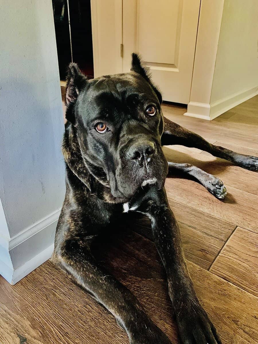 Cane Corso for sale image 2