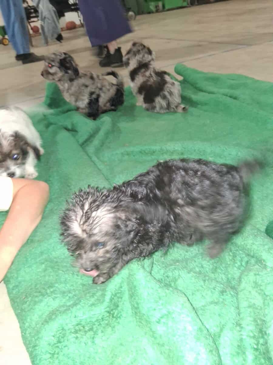 Puppies for sale image 2