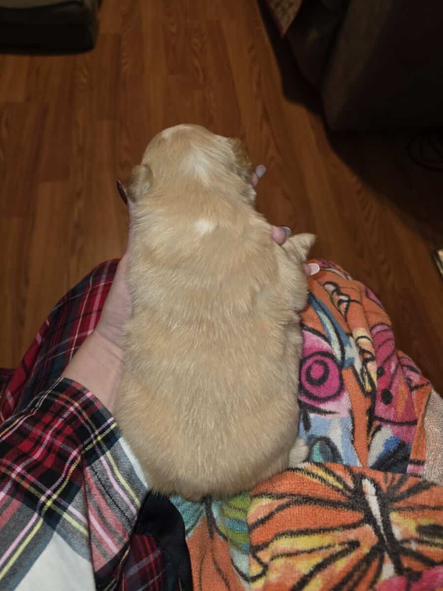 Full Fluffy French bull dog image 5