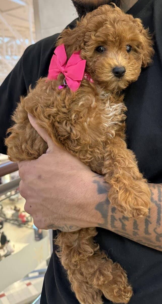 6 week old poodle puppy for sale image 4