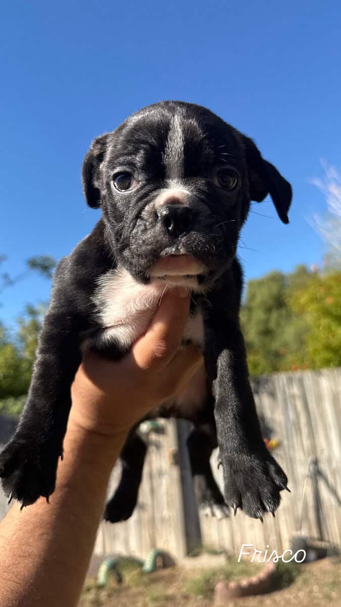 Frenchton puppies image 2