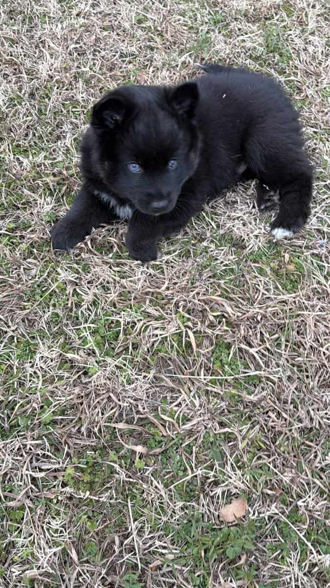 Artur the Pomsky image 7
