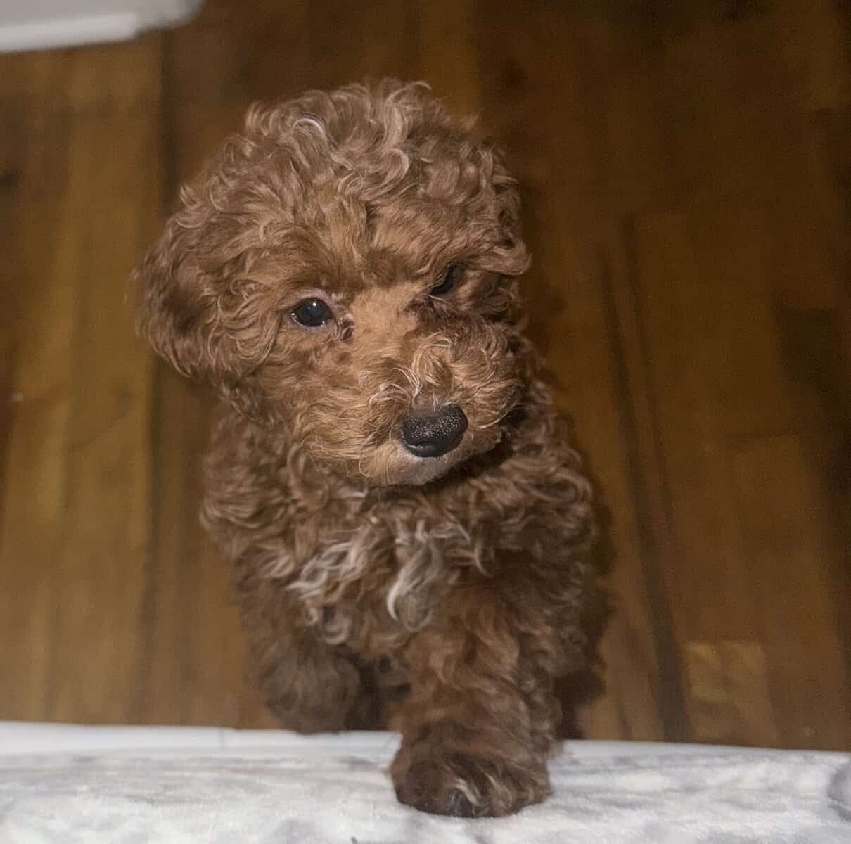 Red toy poodle image 2