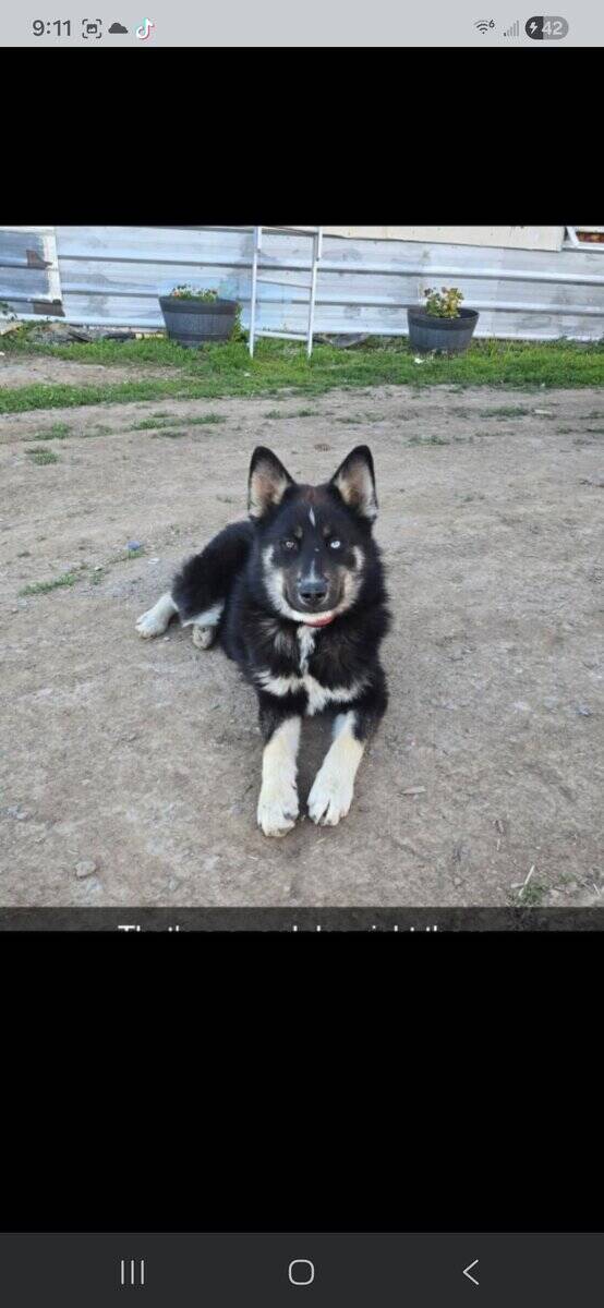 Male Pomsky image 5