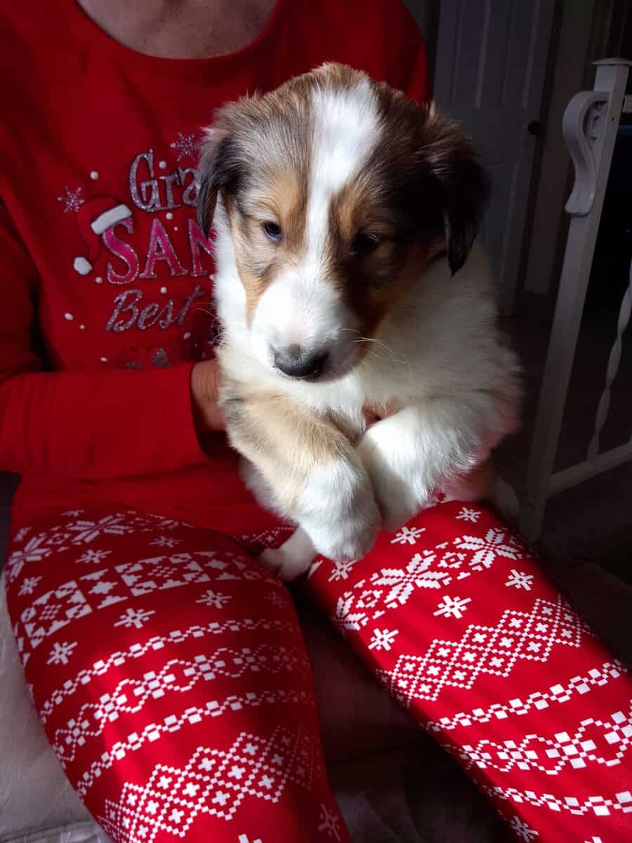 Rough Collie Pups image 1