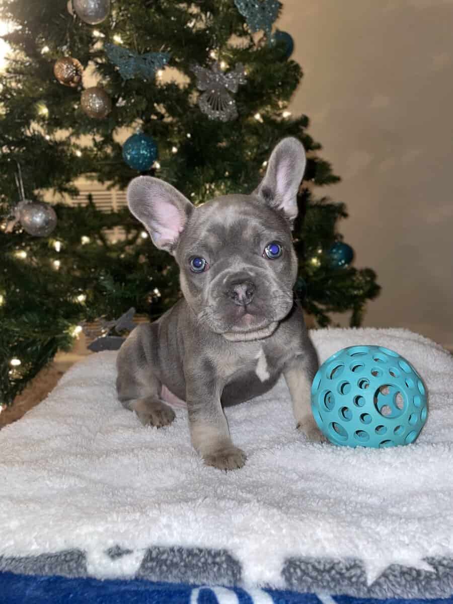 Kobe, French bulldog image 1