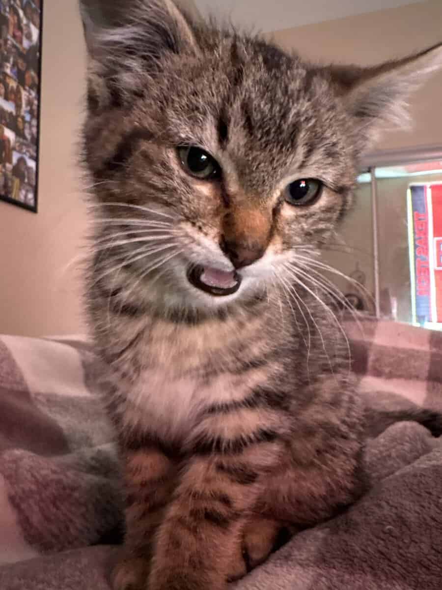 Baby kitten for sell image 2