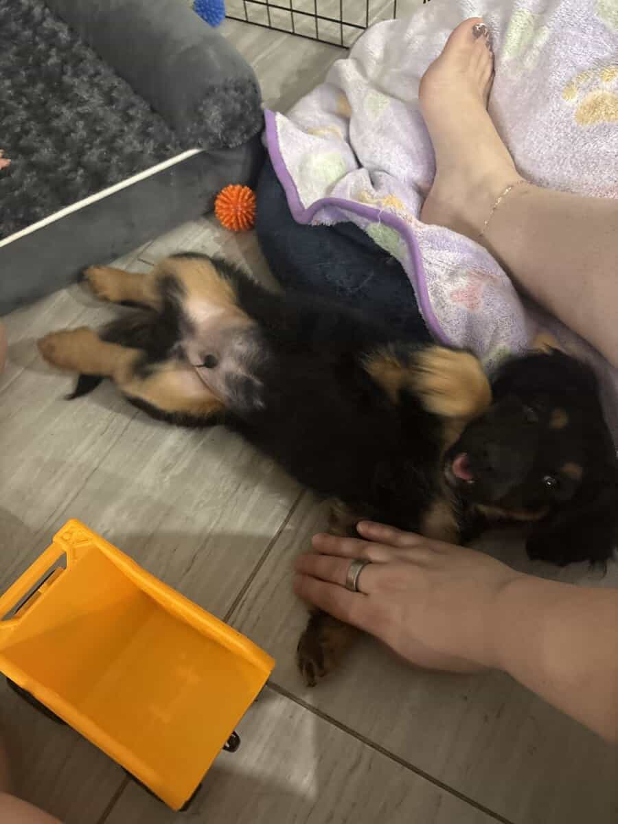 6mo pup for sale - Pepe image 6