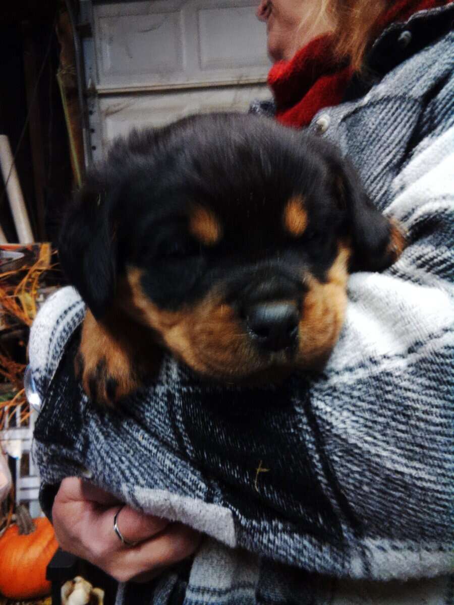 Rottweiler puppies image 1