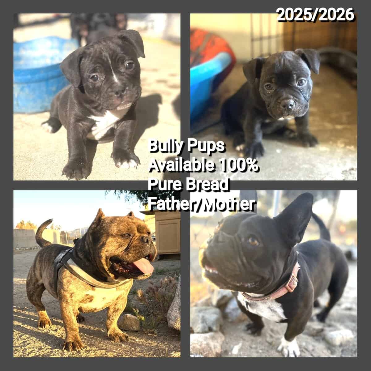 Bully pups available image 1