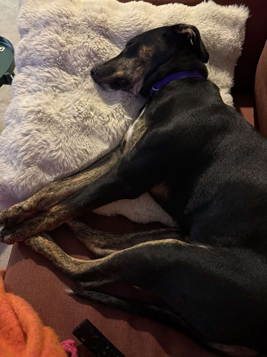 Rehoming our 5 month old puppy image 2