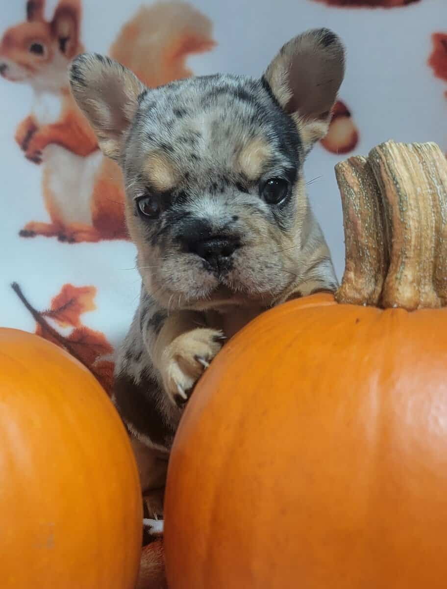 AKC French Bulldog Puppies - Ready NOW! image 6