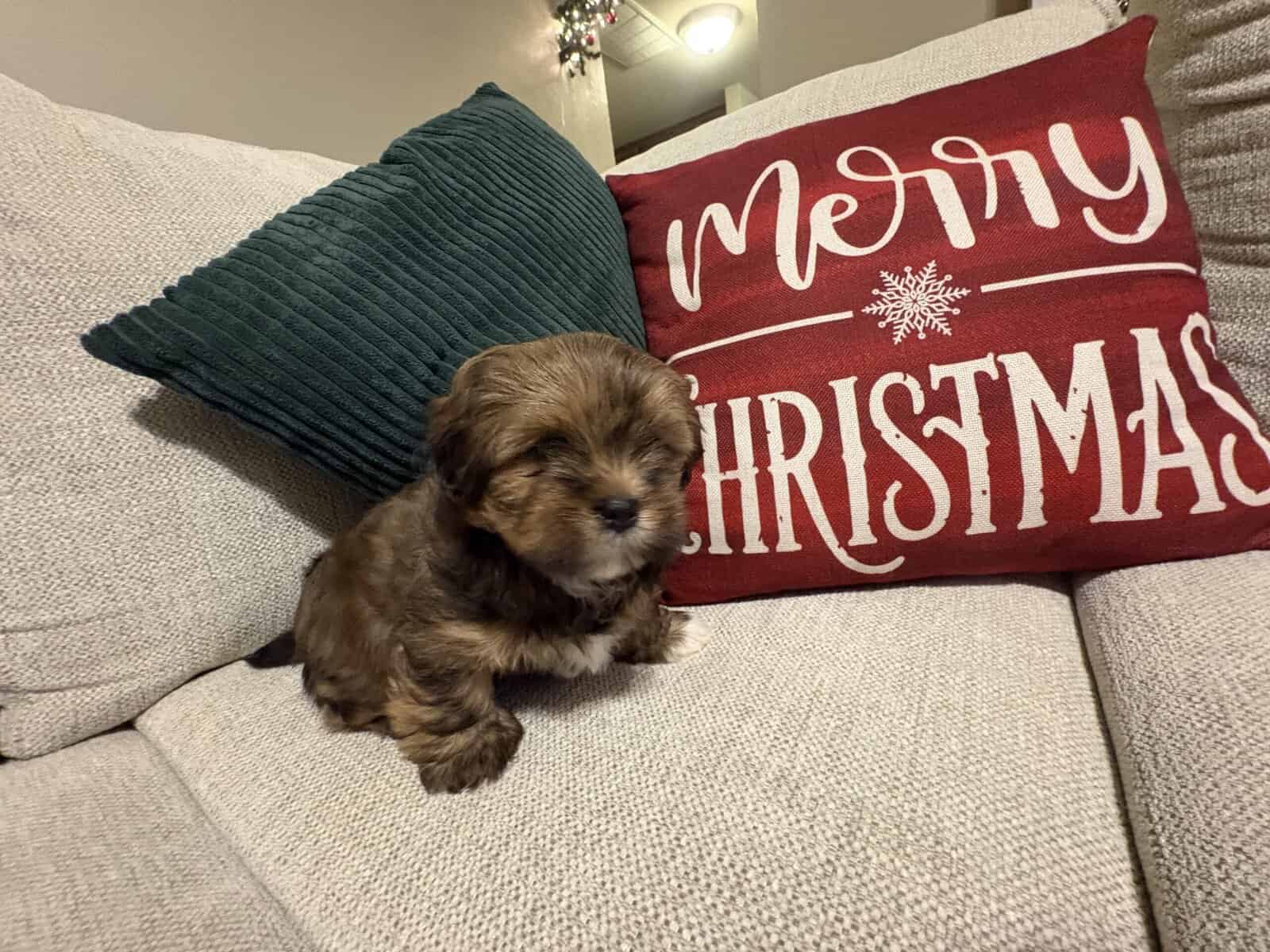 Santa’s sweetest Lhasa sidekick with video! image 4