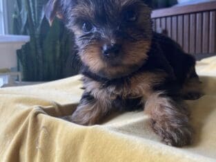 Puppies Yorkies
