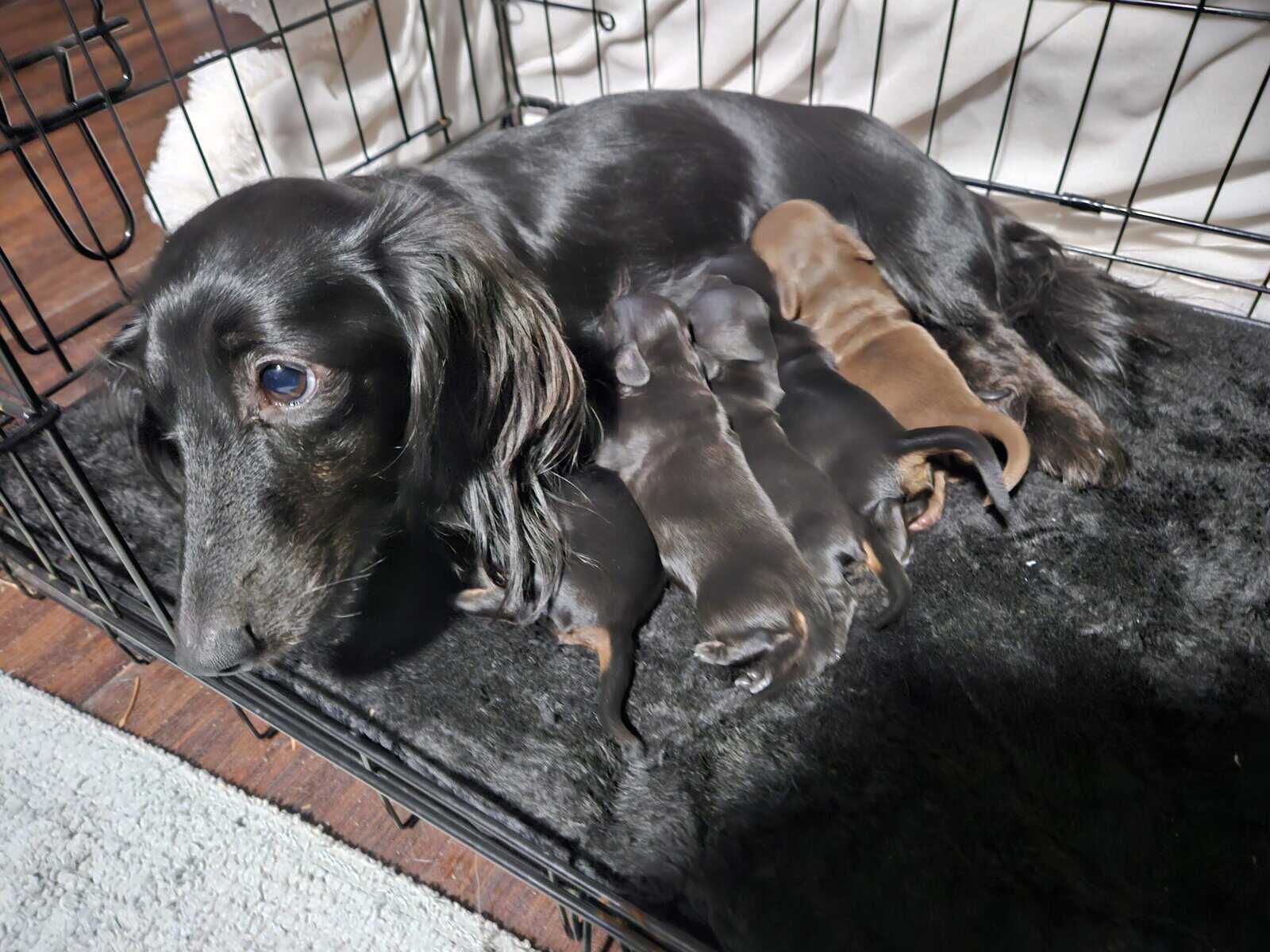 Long-haired dachshund puppies image 3