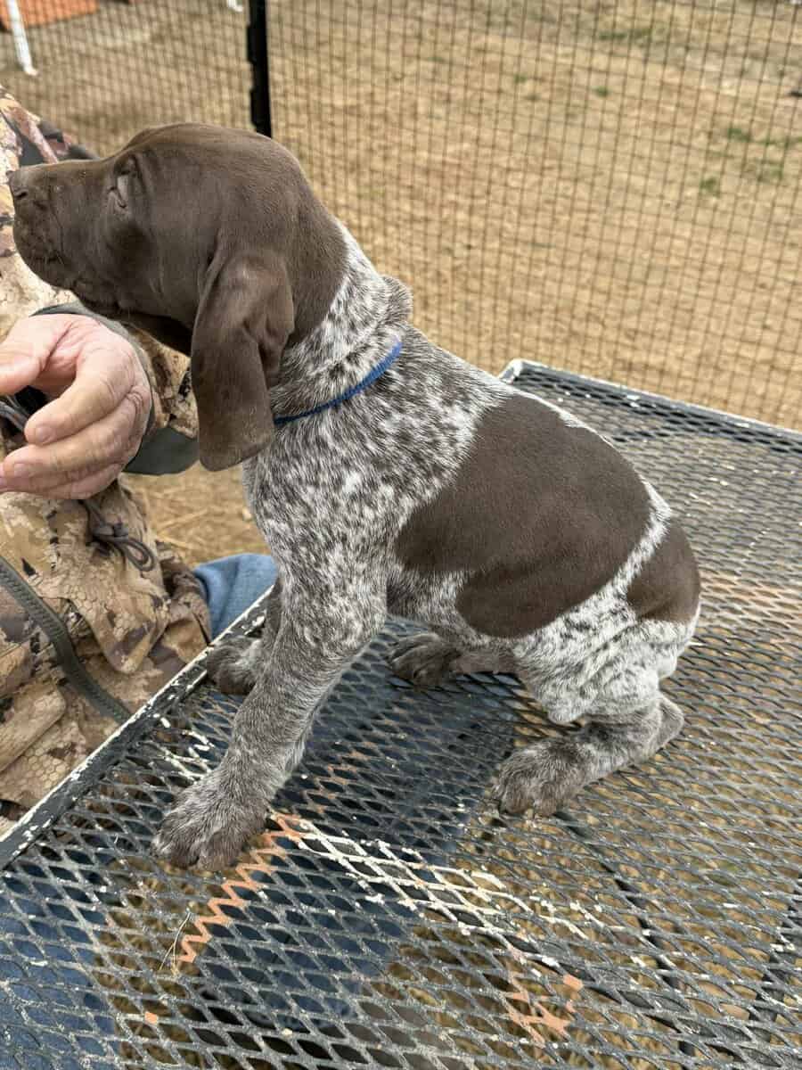 German Shorthaired Pointer Puppies image 1
