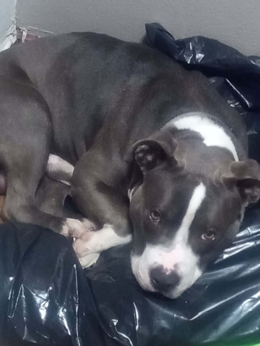 Bully image 4