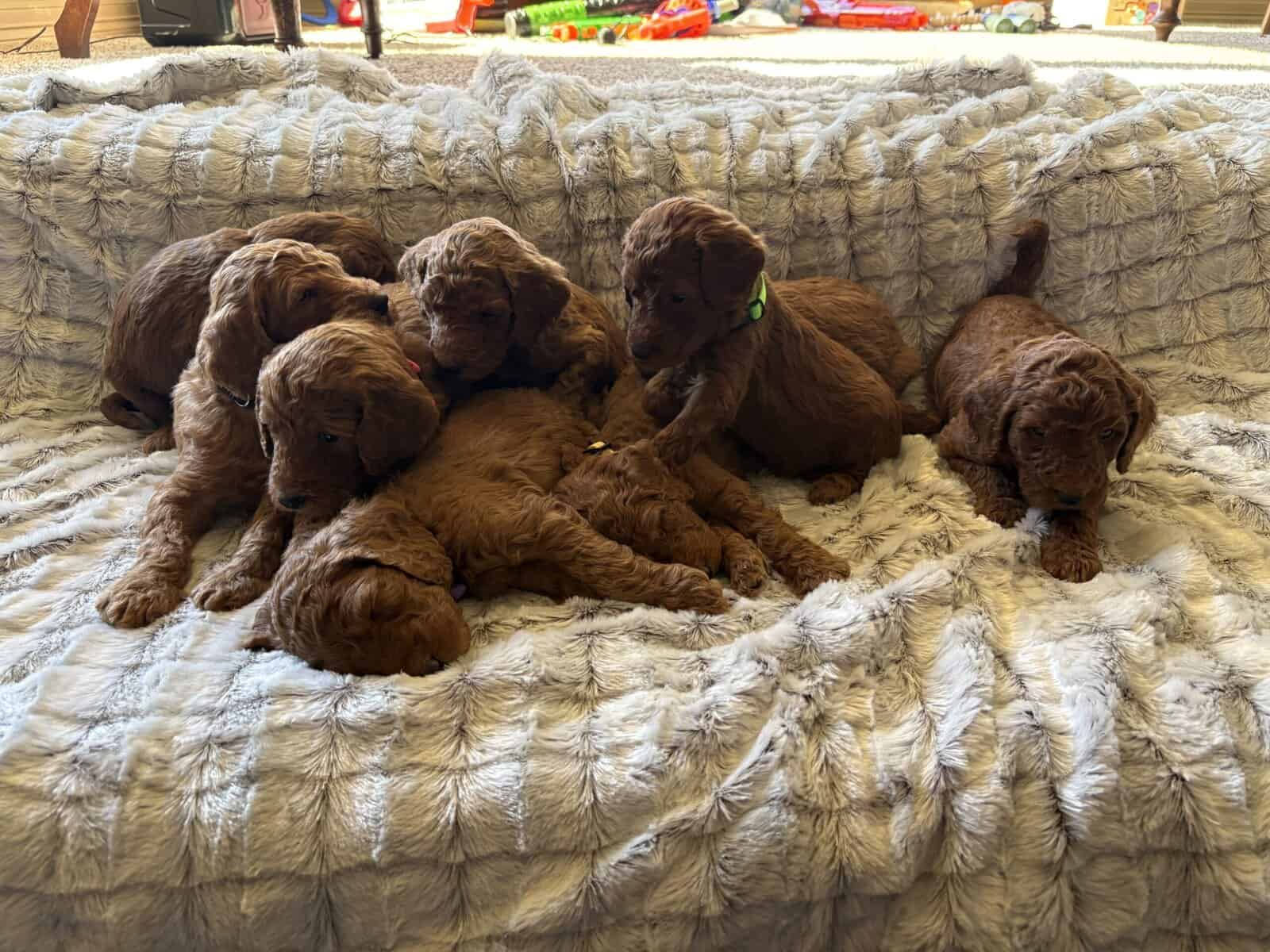 GORGEOUS GOLDENDOODLE PUPPIES! image 6