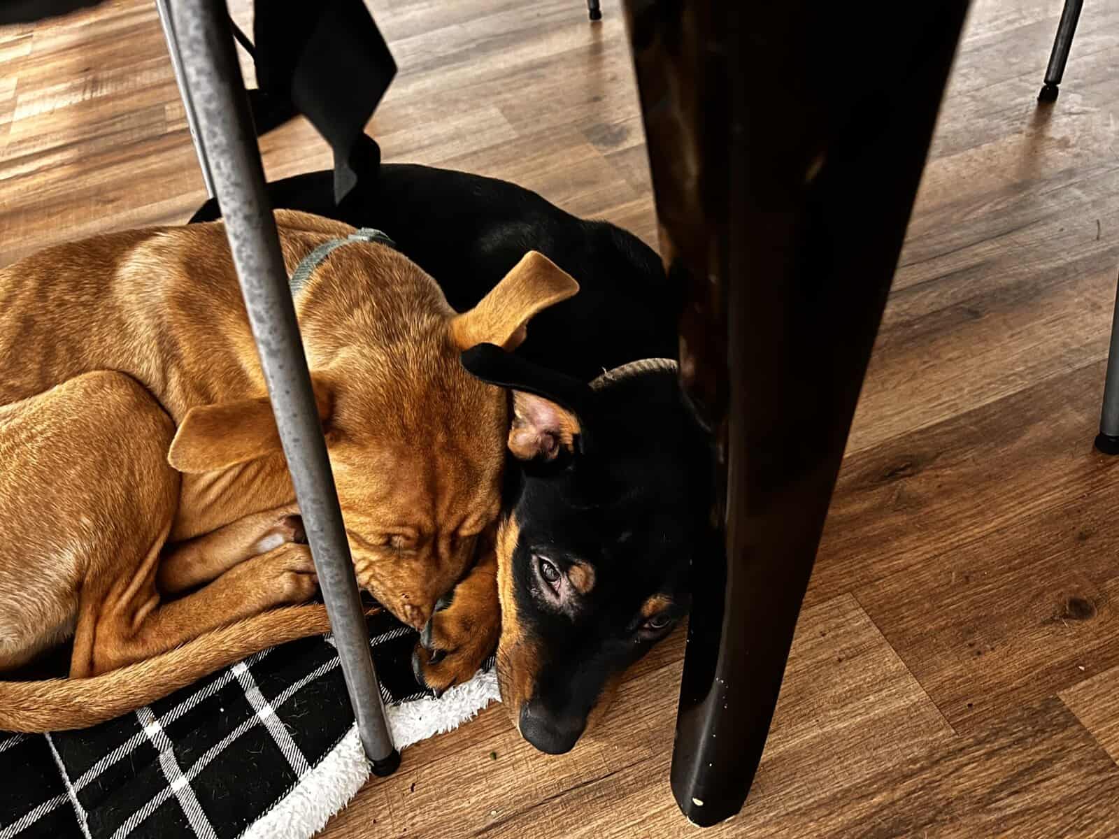 2 Dogs needing a good home image 1