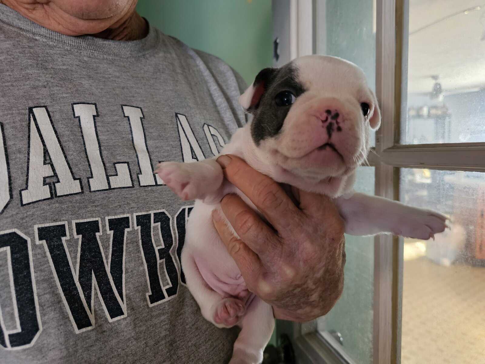 French bulldog puppies image 10