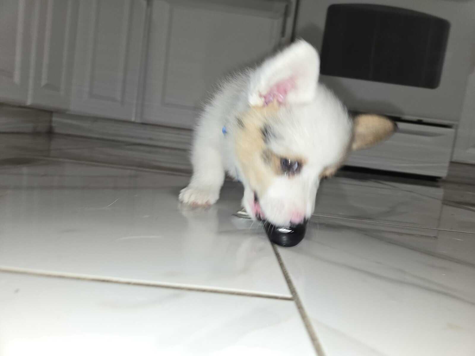 American corgi image 8