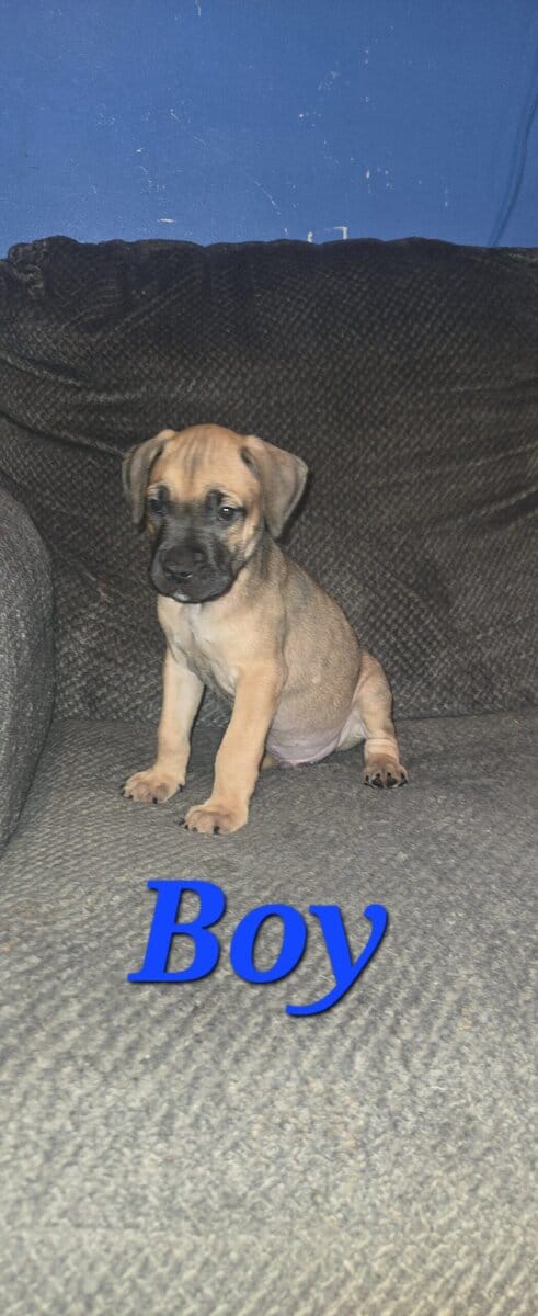 🎄✨ Holiday Cane Corso Puppies image 1