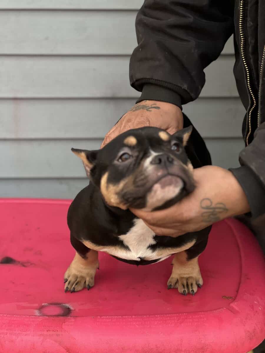 5 month old black tri pocket female image 4