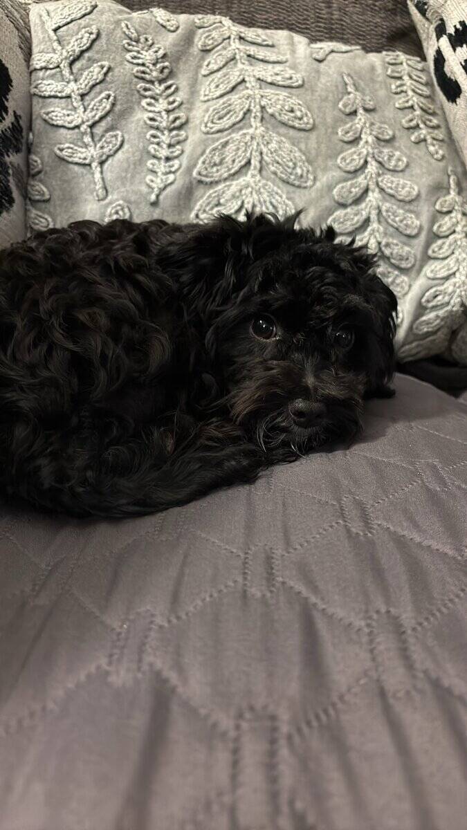Schnoodles image 1