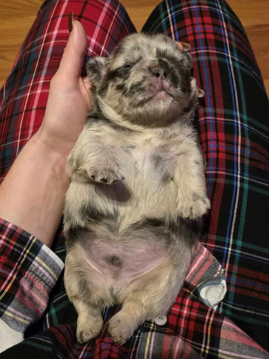Full Fluffy French bull dog image 14
