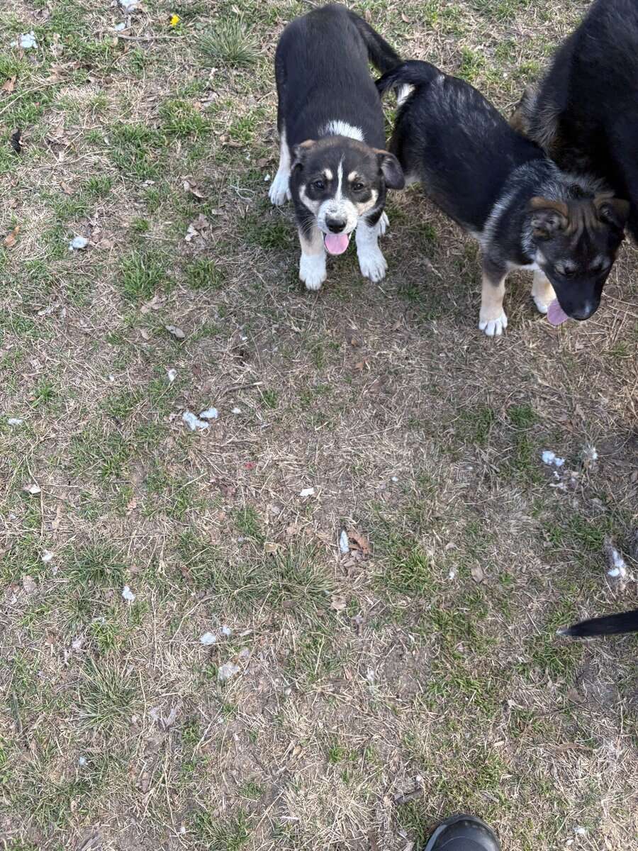 free puppies image 2