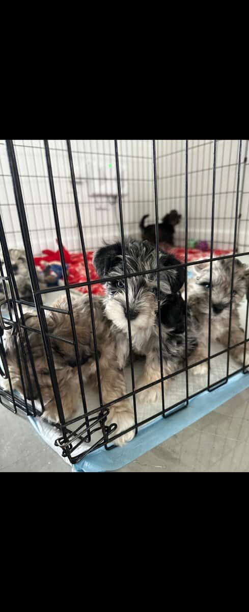 Confetti Miniature Schnauzer image 1