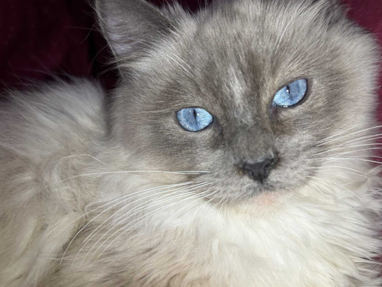 Pure Bred Rag doll Kitten named Pepsi image 1